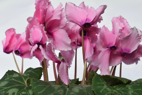 Beautiful indoor plant flower cyclamen (Cyclamen purpurascens) blossoming large pink bright flowers with green dense rounded leaves in the in the frontal light  isolated on white background