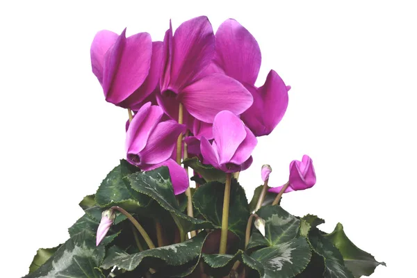 Красивые Крытые Цветочные Цикламены Cyclamen Purpurascens Цветут Большими Розовыми Яркими — стоковое фото