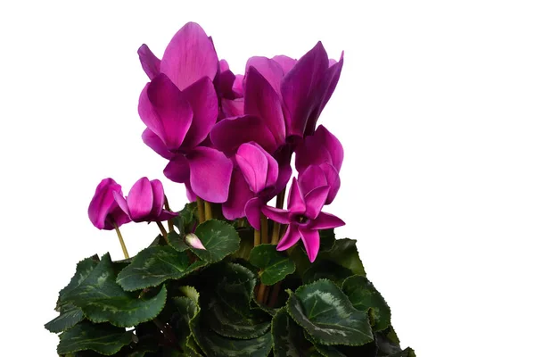 Krásný Krytý Rostlina Květiny Brambořík Cyclamen Purpurascens Kvetoucí Velké Růžové — Stock fotografie