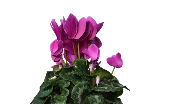 Красивые Крытые Цветочные Цикламены Cyclamen Purpurascens Цветут Большими Розовыми Яркими — стоковое фото
