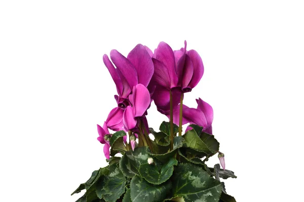 Красивые Крытые Цветочные Цикламены Cyclamen Purpurascens Цветут Большими Розовыми Яркими — стоковое фото