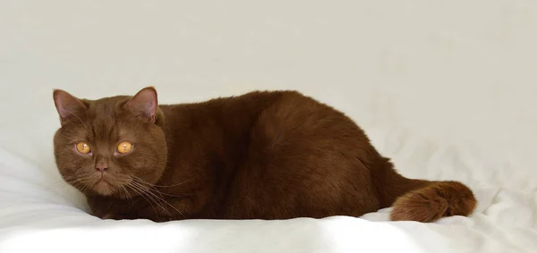 Британская Короткошерстная Кошка Коричневый Порода Великобритании — стоковое фото