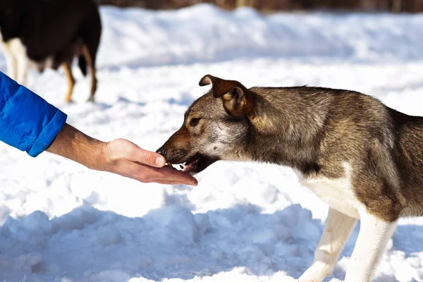 sokak köpeği karda street.mongrel yaşıyor. Aç bir evsiz köpek yavrusu yiyecek alır bir el mans