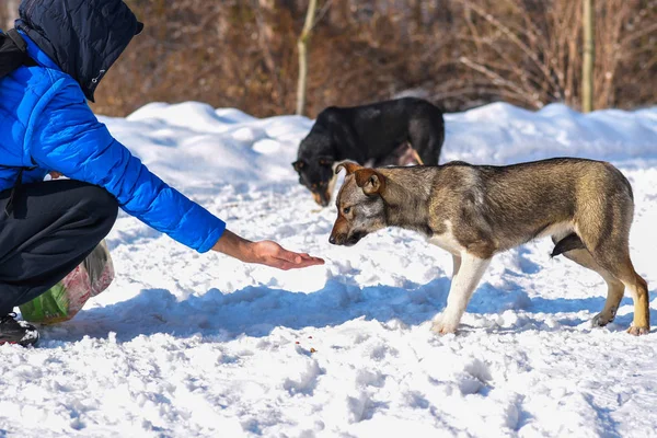 sokak köpeği karda street.mongrel yaşıyor. Aç bir evsiz köpek yavrusu yiyecek alır bir el mans