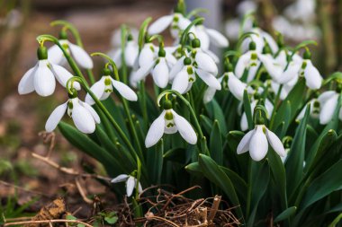 Kardelen, ilk bahar çiçek bir güneş ışığı içinde. seçici odak.