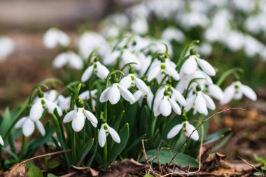 Kardelen, ilk bahar çiçek bir güneş ışığı içinde. seçici odak.