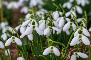Kardelen, ilk bahar çiçek bir güneş ışığı içinde. seçici odak.