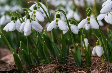 Kardelen, ilk bahar çiçek bir güneş ışığı içinde. seçici odak.