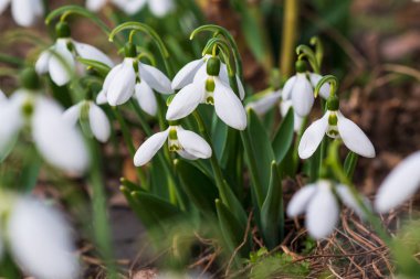 Kardelen, ilk bahar çiçek bir güneş ışığı içinde. seçici odak.