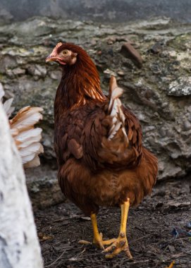 Kırmızı tavuk döndü ve kameraya bakıyor
