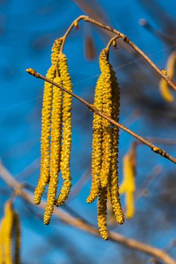 fındık tomurcukları closeup 