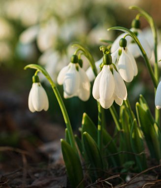 Kardelen, ilk bahar çiçek bir güneş ışığı içinde. seçici odak.