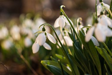 Kardelen, ilk bahar çiçek bir güneş ışığı içinde. seçici odak.