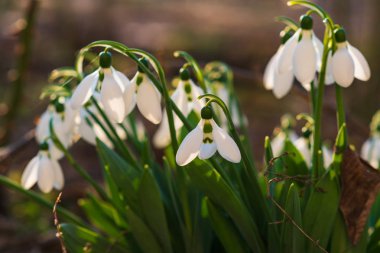 Kardelen, ilk bahar çiçek bir güneş ışığı içinde. seçici odak.