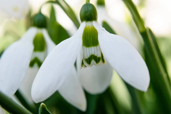 Closeup White Snowdrop Selective Focus — Stock Photo, Image