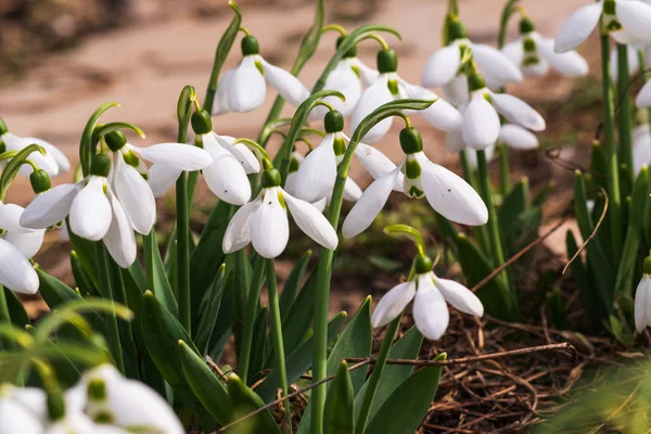 Gouttes Neige Première Fleur Printanière Lumière Soleil Focus Sélectif — Photo