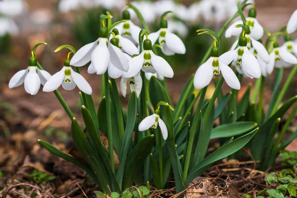 Snowdrops Πρώτη Άνοιξη Λουλούδι Ένα Φως Του Ήλιου Επιλεκτική Εστίαση — Φωτογραφία Αρχείου