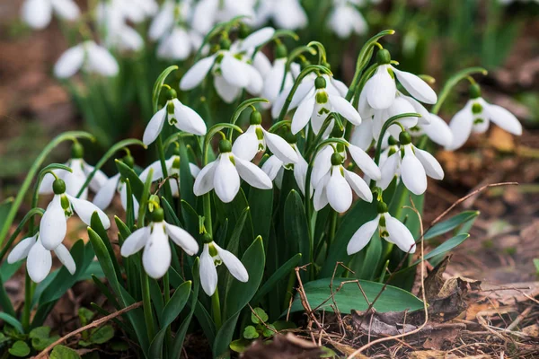 Kardelen, ilk bahar çiçek bir güneş ışığı içinde. seçici odak.