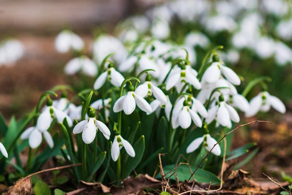 Snowdrops Πρώτη Άνοιξη Λουλούδι Ένα Φως Του Ήλιου Επιλεκτική Εστίαση — Φωτογραφία Αρχείου