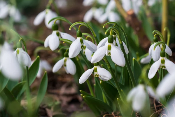 Hóvirág Első Tavaszi Virág Nap Fényében Szelektív Összpontosít — Stock Fotó