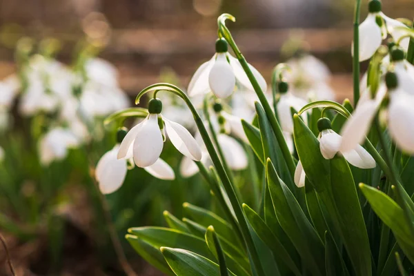 Gouttes Neige Première Fleur Printanière Lumière Soleil Focus Sélectif — Photo