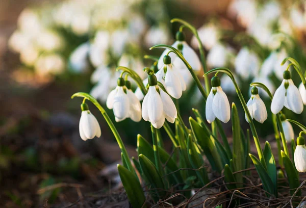 Kardelen, ilk bahar çiçek bir güneş ışığı içinde. seçici odak.