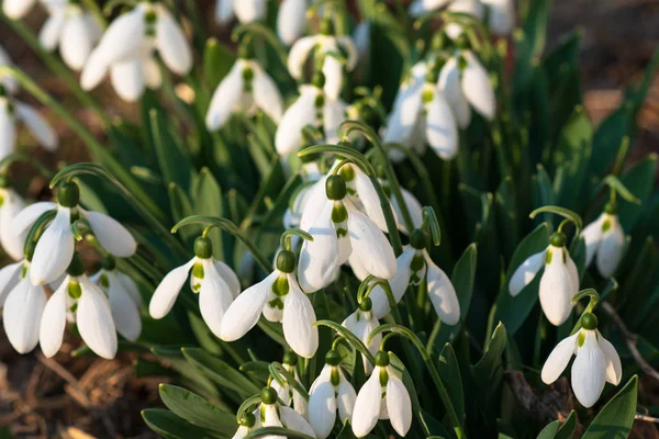 Snowdrops Πρώτη Άνοιξη Λουλούδι Ένα Φως Του Ήλιου Επιλεκτική Εστίαση — Φωτογραφία Αρχείου