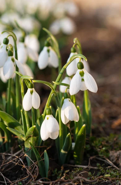 Kardelen, ilk bahar çiçek bir güneş ışığı içinde. seçici odak.