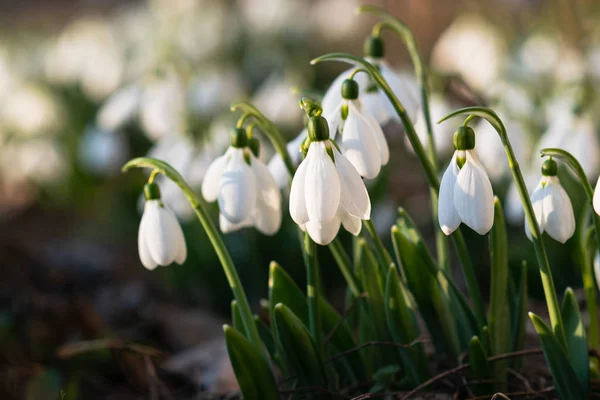 Kardelen, ilk bahar çiçek bir güneş ışığı içinde. seçici odak.