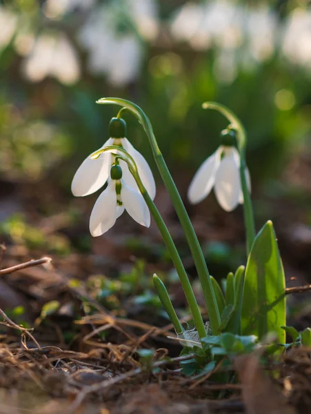 Kardelen, ilk bahar çiçek bir güneş ışığı içinde. seçici odak.