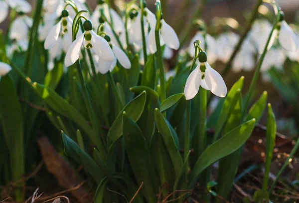 Snowdrops Πρώτη Άνοιξη Λουλούδι Ένα Φως Του Ήλιου Επιλεκτική Εστίαση — Φωτογραφία Αρχείου