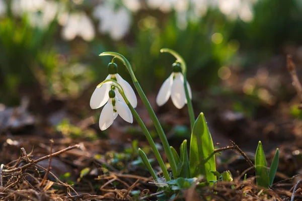 Kardelen, ilk bahar çiçek bir güneş ışığı içinde. seçici odak.
