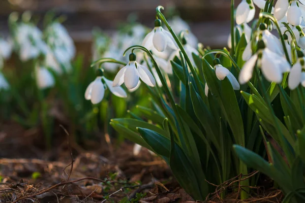 Snowdrops Πρώτη Άνοιξη Λουλούδι Ένα Φως Του Ήλιου Επιλεκτική Εστίαση — Φωτογραφία Αρχείου