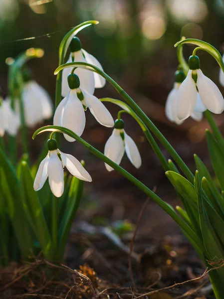 Kardelen, ilk bahar çiçek bir güneş ışığı içinde. seçici odak.