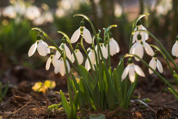 Gouttes Neige Première Fleur Printanière Lumière Soleil Focus Sélectif — Photo