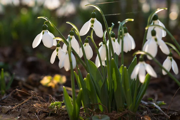 Hóvirág Első Tavaszi Virág Nap Fényében Szelektív Összpontosít — Stock Fotó