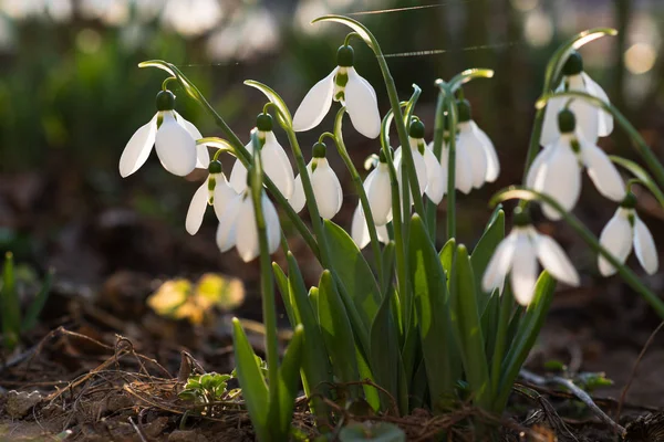 Gouttes Neige Première Fleur Printanière Lumière Soleil Focus Sélectif — Photo