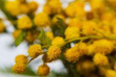 Sarı Mimoza kapatın. seçici odak