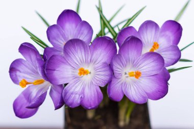 Beyaz arka plan üzerinde Lila çiğdemler closeup. Bahar ruh. seçici odak