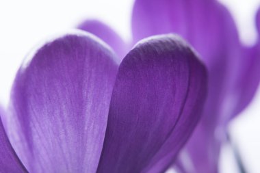 closeup leylak çiğdemler background.spring ruh hali. Seçici yumuşak odak.