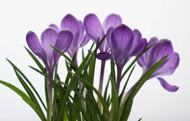 Beyaz arka plan üzerinde Lila çiğdemler closeup. Bahar ruh. seçici odak