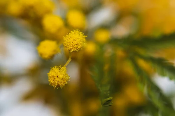 Gelbe Mimosen Aus Nächster Nähe Selektiver Fokus — Stockfoto