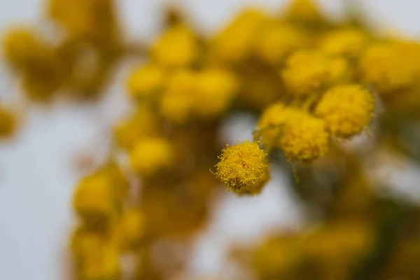 Mimosa Jaune Proximité Focus Sélectif — Photo