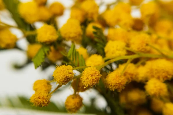 Yellow Mimosa Close Selective Focus — Stock Photo, Image