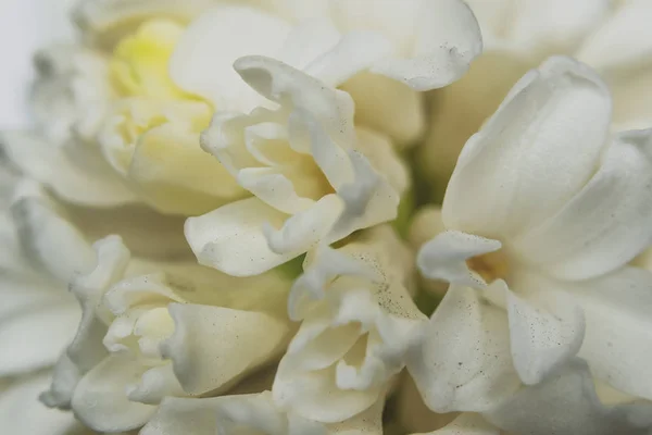Цветы Бутоны Белого Гиацинта — стоковое фото