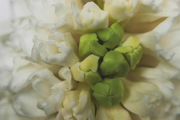 Цветы Бутоны Белого Гиацинта — стоковое фото