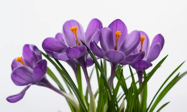 Primer Plano Azafrán Lila Sobre Fondo Blanco Estado Ánimo Primavera — Foto de Stock