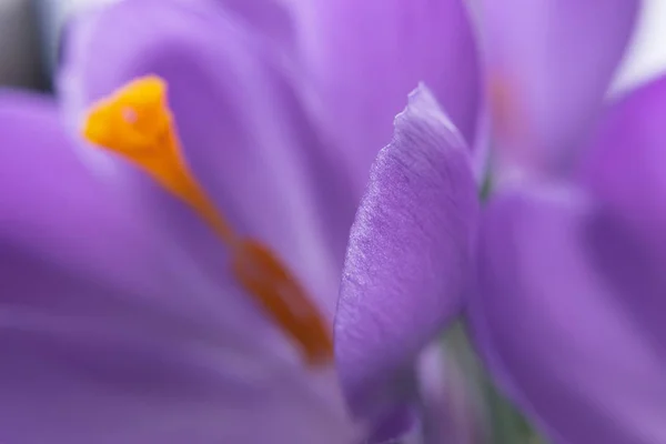 Closeup Lilac Crocuses Background Spring Mood Selective Soft Focus — Stock Photo, Image