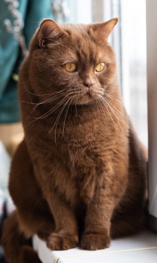 İngiliz kısa saçlı kahverengi kedi portresi, kedi kenarında oturuyor. büyük yuvarlak yüz tarçın İngiliz kedi closeup.