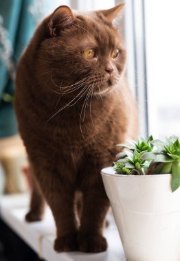İngiliz kısa saçlı kahverengi kedi portresi, kedi kenarında oturuyor. büyük yuvarlak yüz tarçın İngiliz kedi closeup.